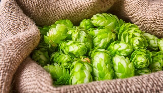 ビールの原料のひとつ、ホップ