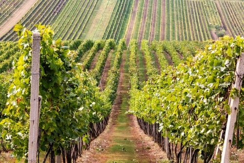 斜面にあるブドウ畑