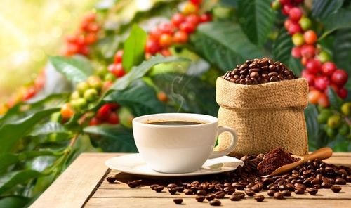 コーヒーの木とコーヒー豆