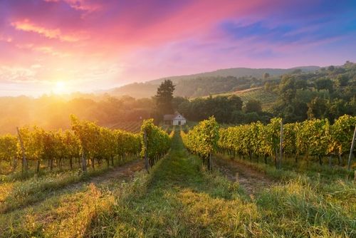 ワインのテロワール