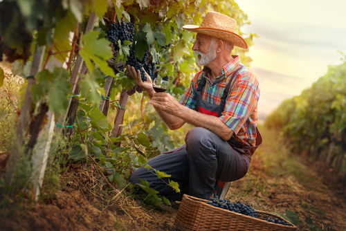 ブドウをチェックするワイン生産者