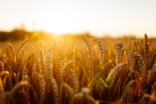 タコハイは焙煎麦焼酎ベースのプレーンサワー