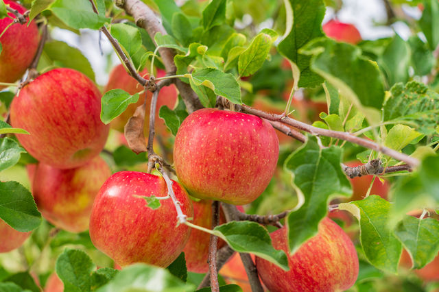 ビールの副原料にも使われるりんご