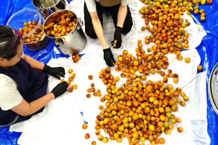 47億円もの被害をもたらした「雹害」の梅に新たな価値を