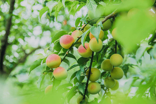 特長は「梅×ハマナス×粕取り焼酎」のトリプルブレンド