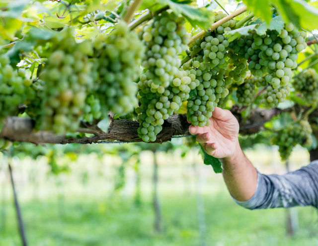 ビオディナミで栽培するブドウのイメージ