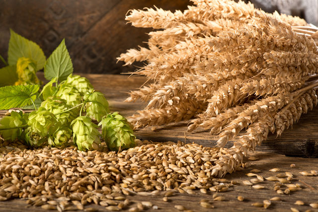 ビールの原料となる大麦とホップ