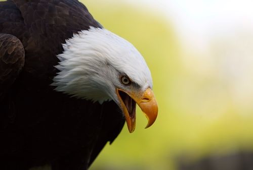 ハクトウワシがモチーフのイーグル・レア