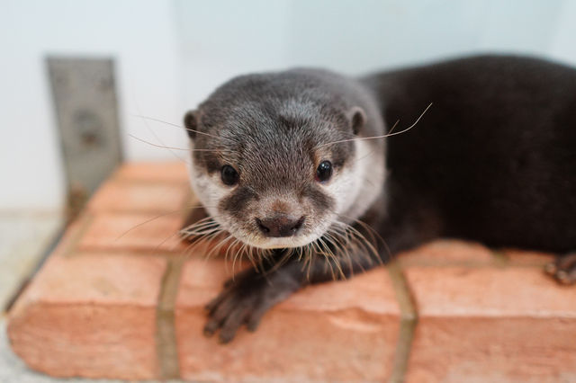 水辺の生き物カワウソ