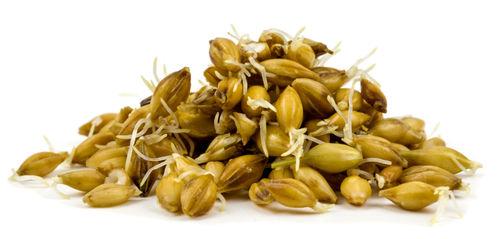 大麦を発芽させたものがモルト