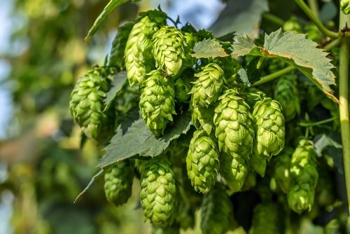 ホップもビールの原料