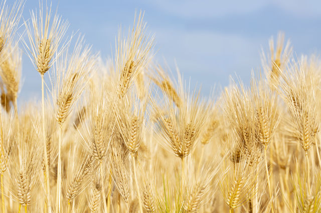 麦焼酎の原料麦