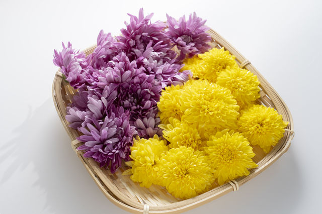 邪気を払う菊花は栄養たっぷりの食材