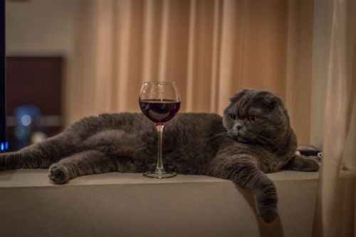 キティの名の由来は子猫