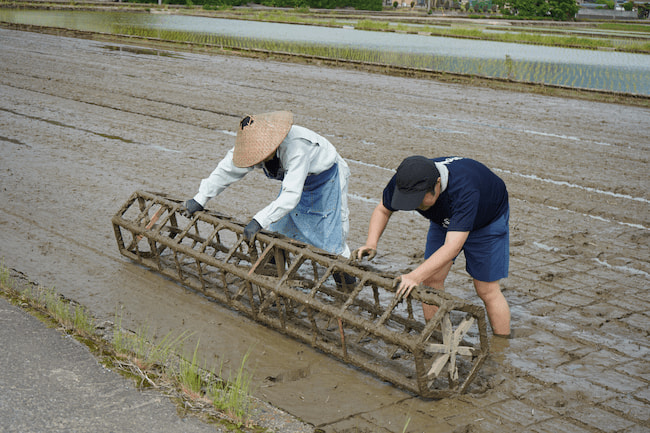 田植えから始まる、日本酒づくりの物語
