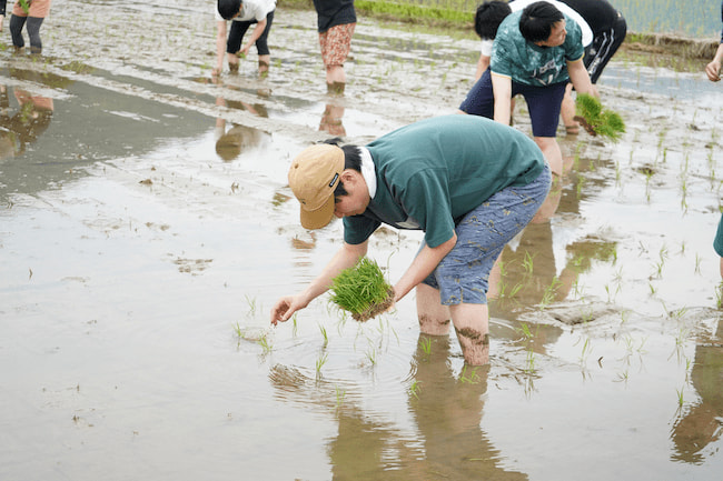 田植えから始まる、日本酒づくりの物語