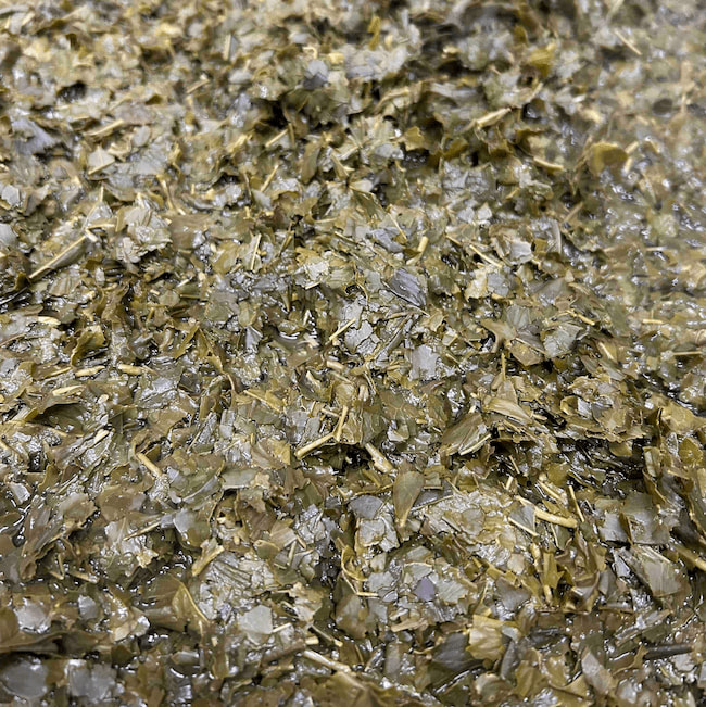 茶殻の一部はお湯でお茶を抽出し仕込み水に、残りはもろみに投入
